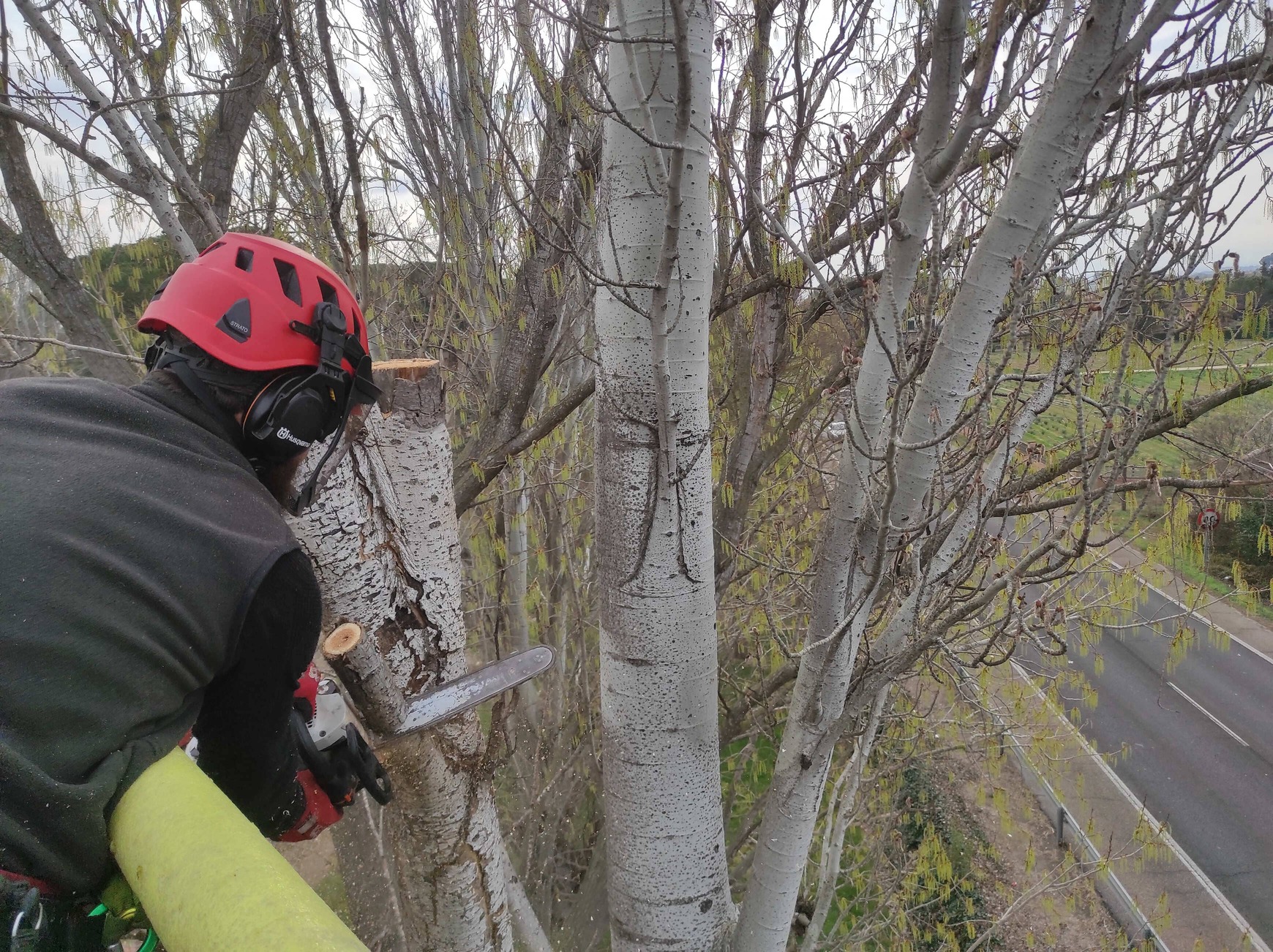 Tot Arbres tala de arbol