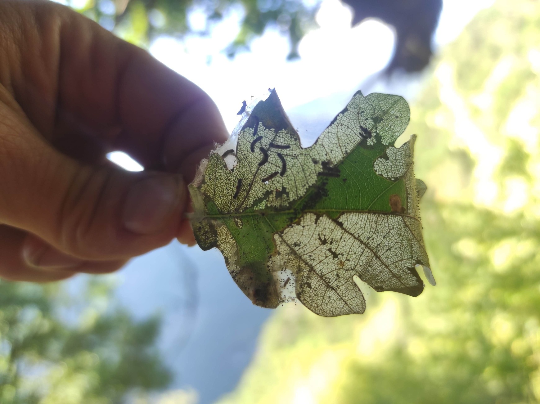 Tot Arbres hoja con bichos