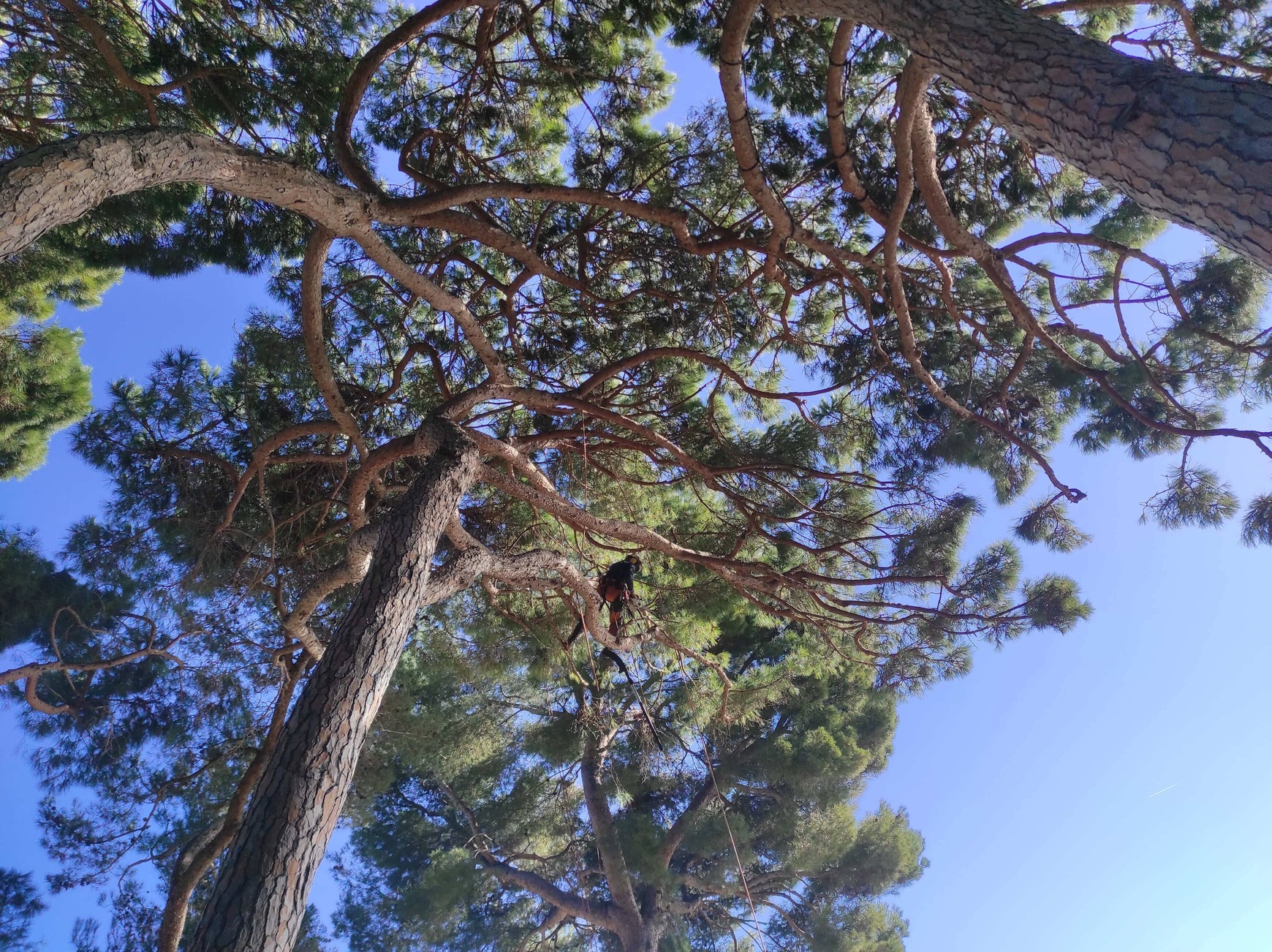 Tot Arbres pajaro en rama
