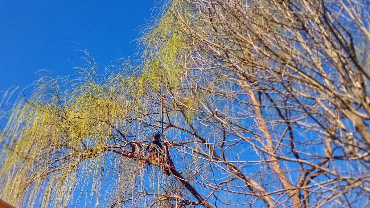 Tot Arbres ramas de arbol