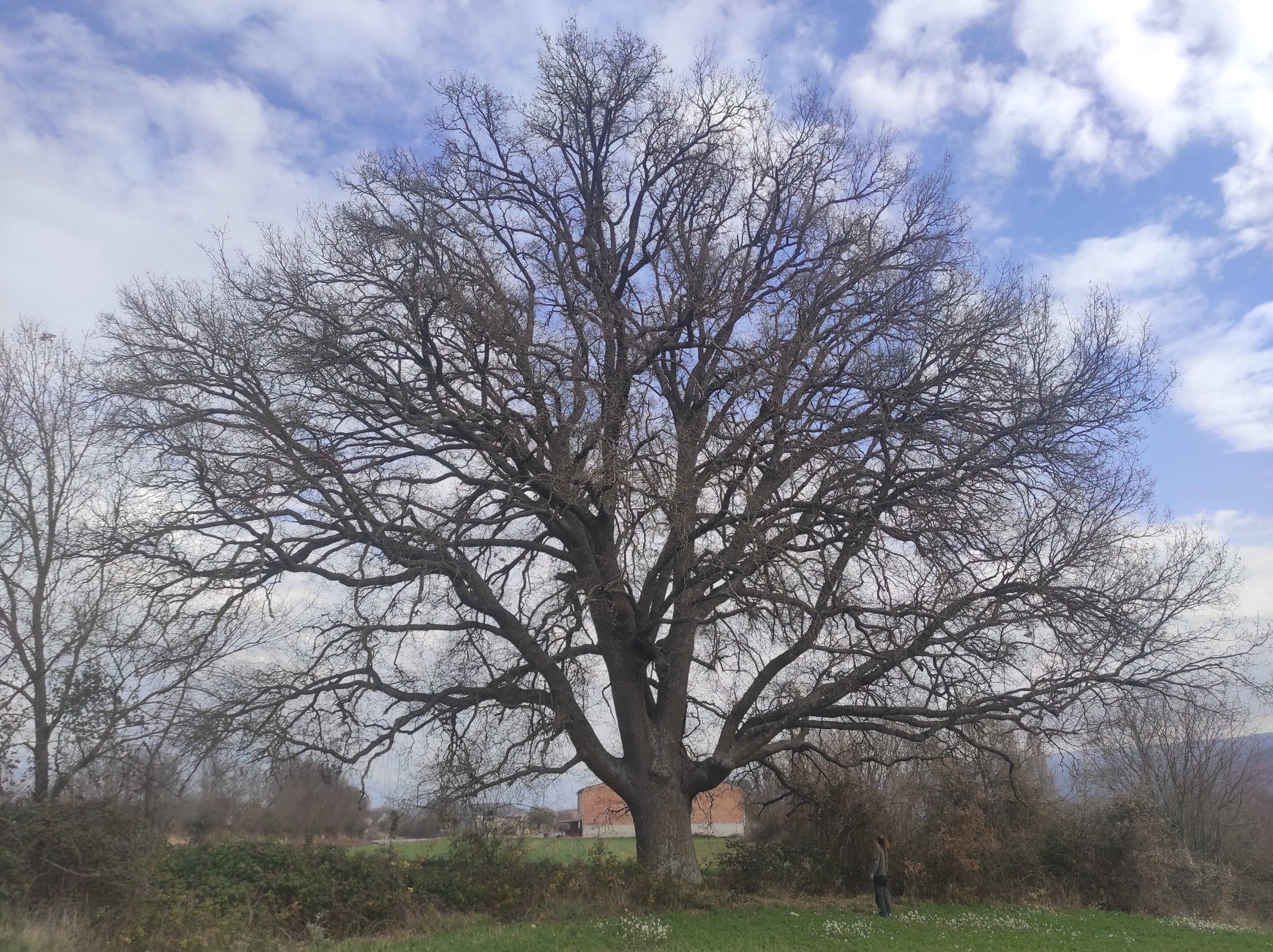 Tot Arbres general arbol